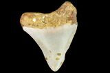 Fossil Megalodon Tooth - North Carolina #109042-2